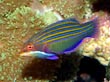 Six Line Wrasse